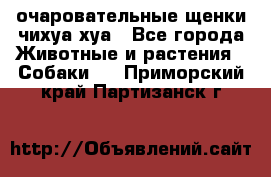 очаровательные щенки чихуа-хуа - Все города Животные и растения » Собаки   . Приморский край,Партизанск г.